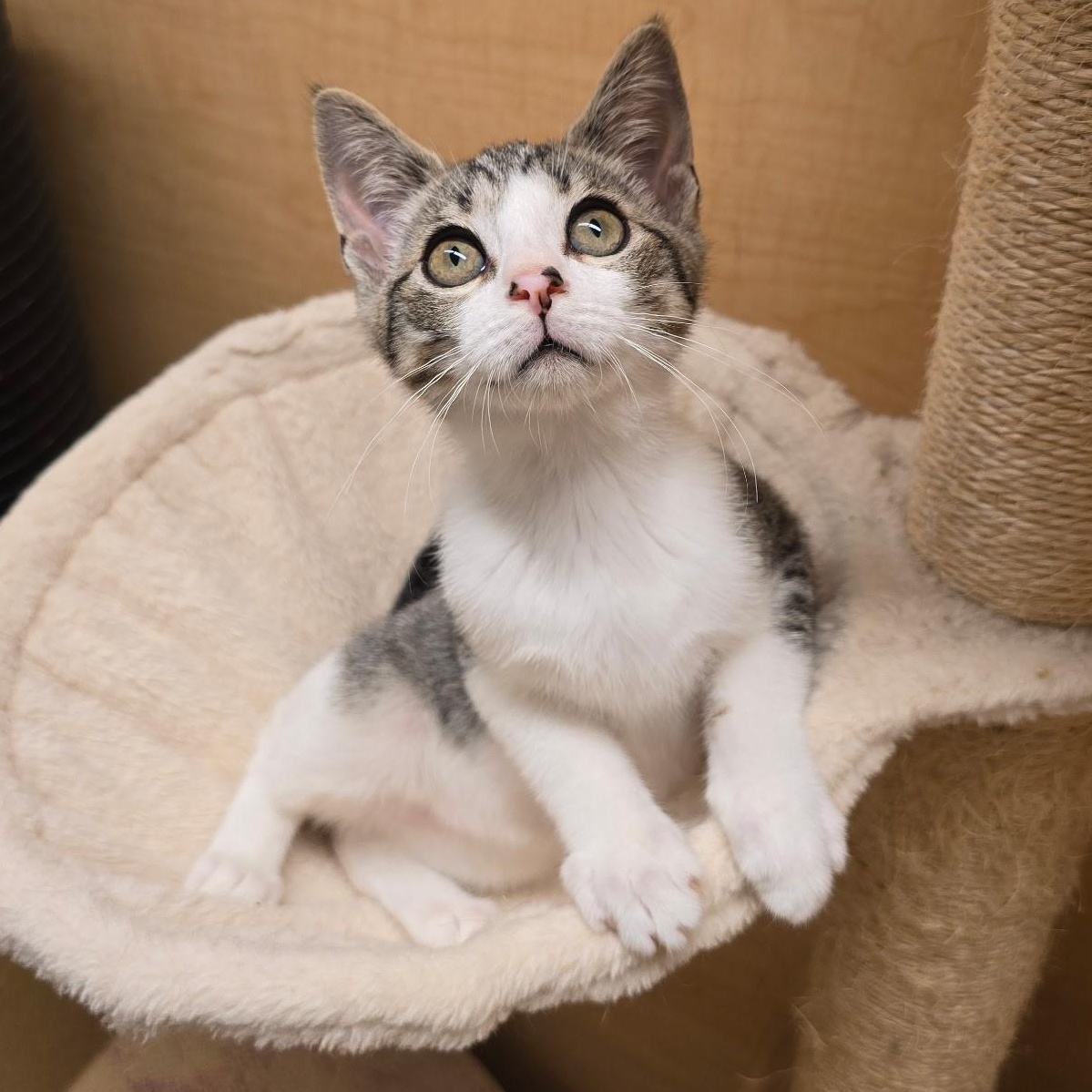 Enlarge Ryland, a Adopted Domestic Short Hair in Warwick, RI image 2/3