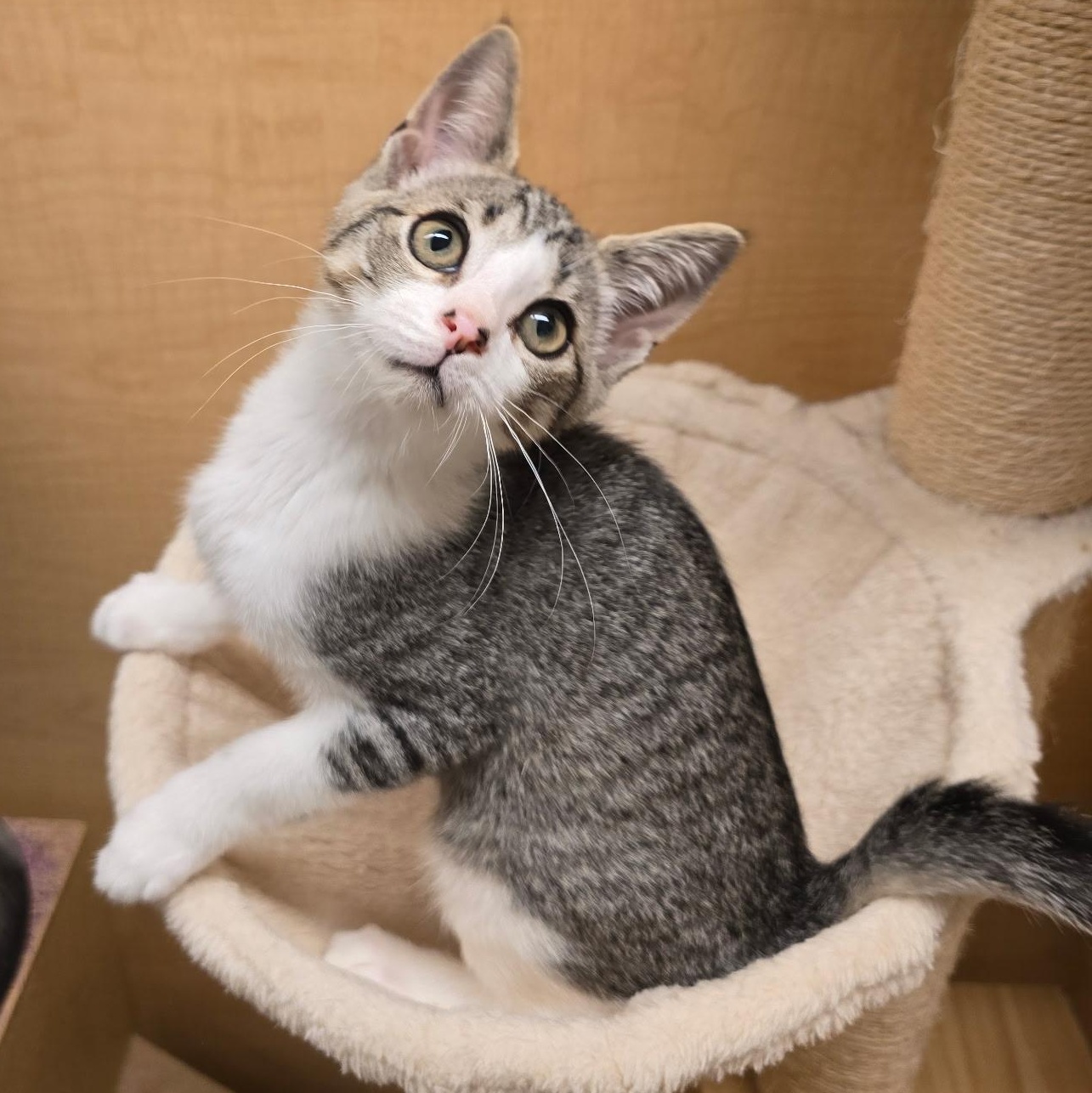 Enlarge Ryland, a Adopted Domestic Short Hair in Warwick, RI image 3/3