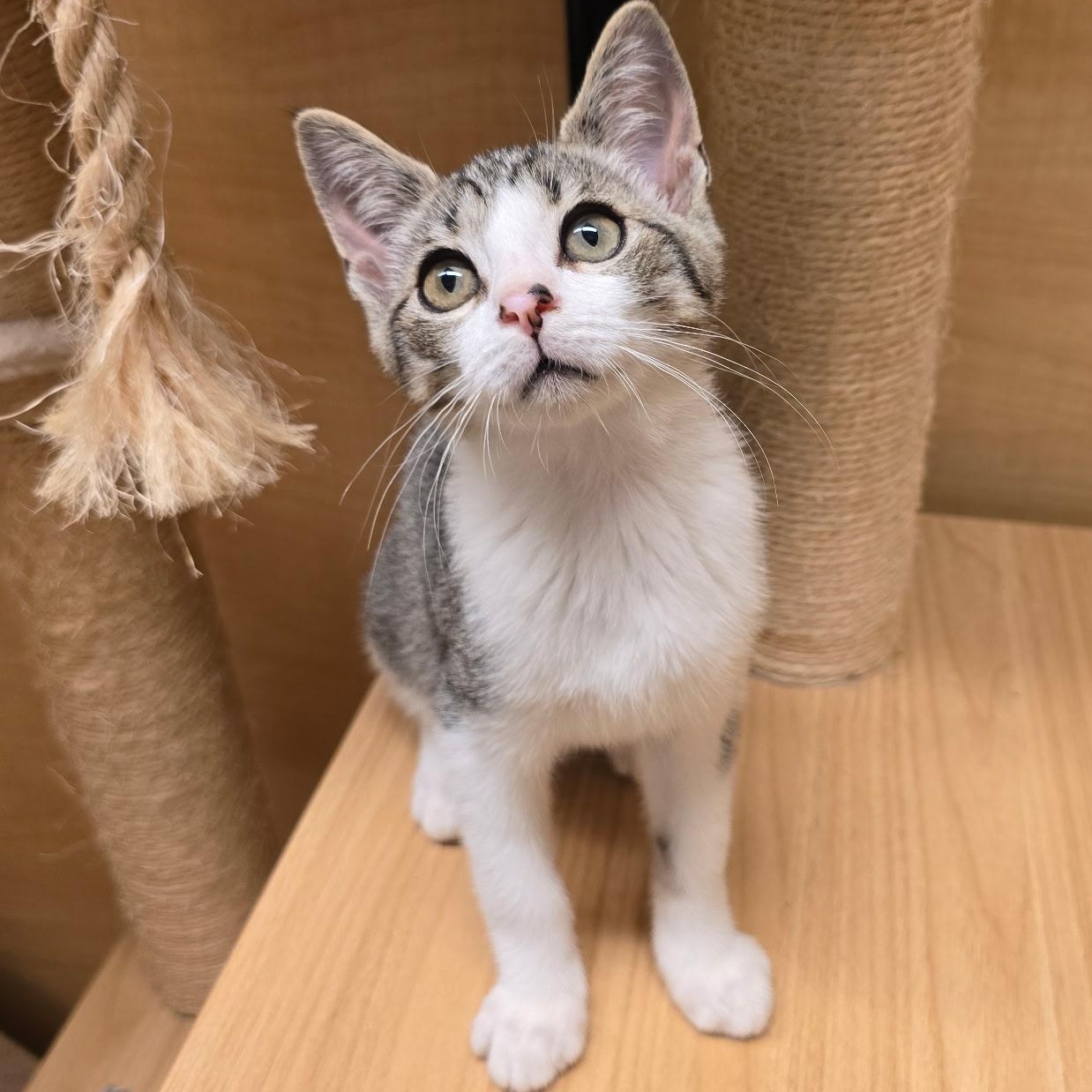 Ryland, Adopted, Kitten Male Domestic Short Hair.