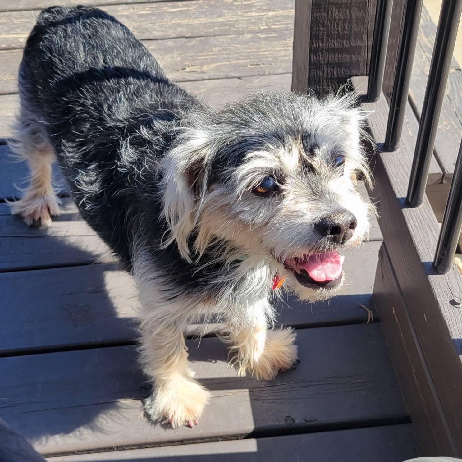 Enlarge Belle, a ADOPTABLE mixed breed in Shawnee, KS image 2/6