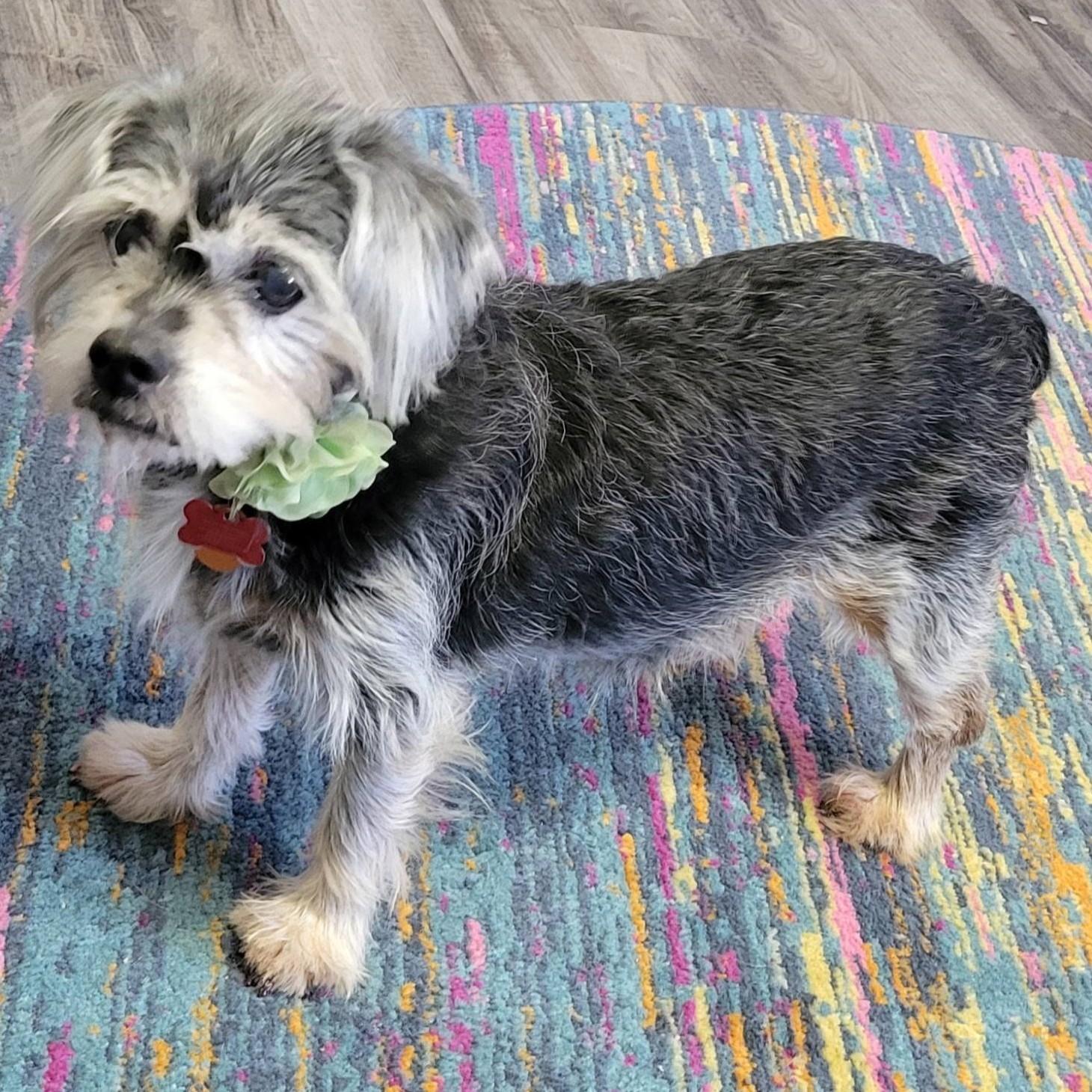 Enlarge Belle, a ADOPTABLE mixed breed in Shawnee, KS image 3/6