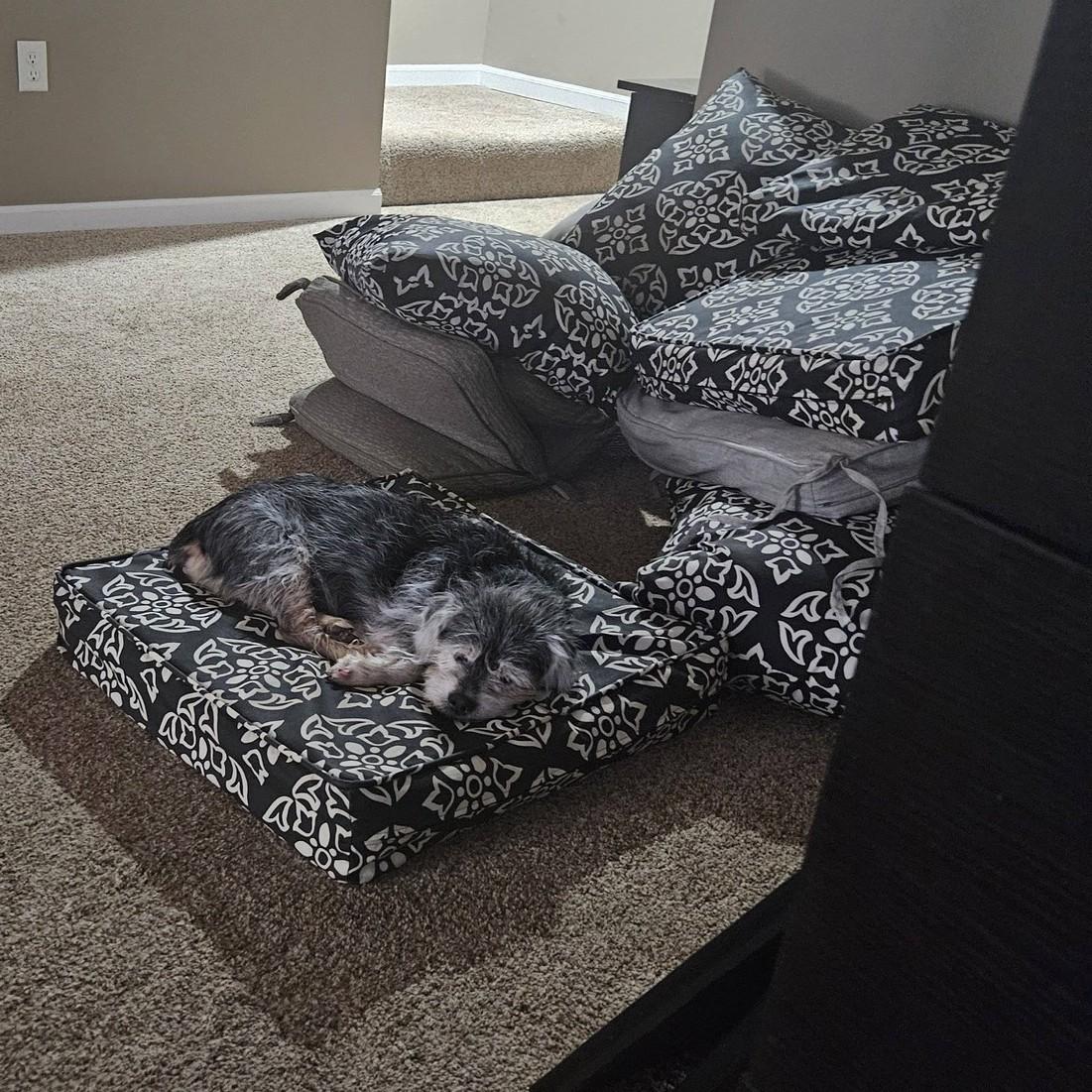 Enlarge Belle, a ADOPTABLE mixed breed in Shawnee, KS image 6/6