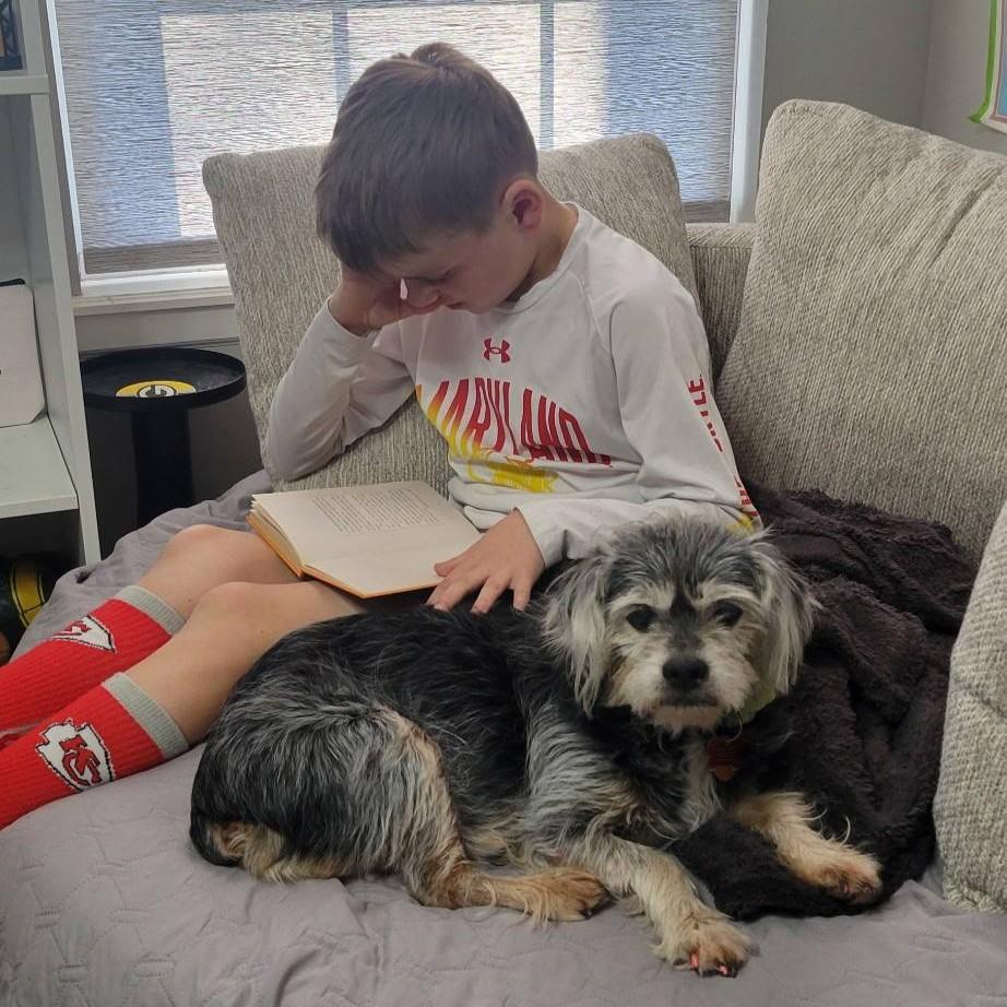 Enlarge Belle, a ADOPTABLE mixed breed in Shawnee, KS image 4/6