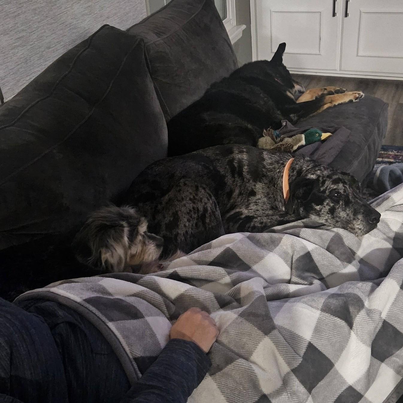 Enlarge Belle, a ADOPTABLE mixed breed in Shawnee, KS image 5/6