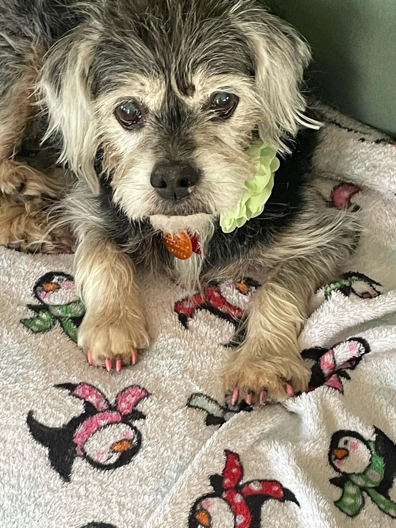 Belle, a ADOPTABLE mixed breed in Shawnee, KS image 1/2