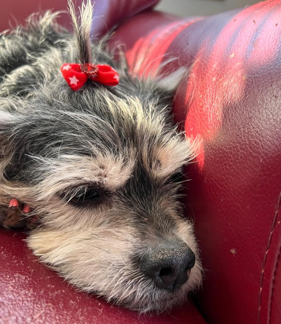 Belle, a ADOPTABLE mixed breed in Shawnee, KS image 2/2