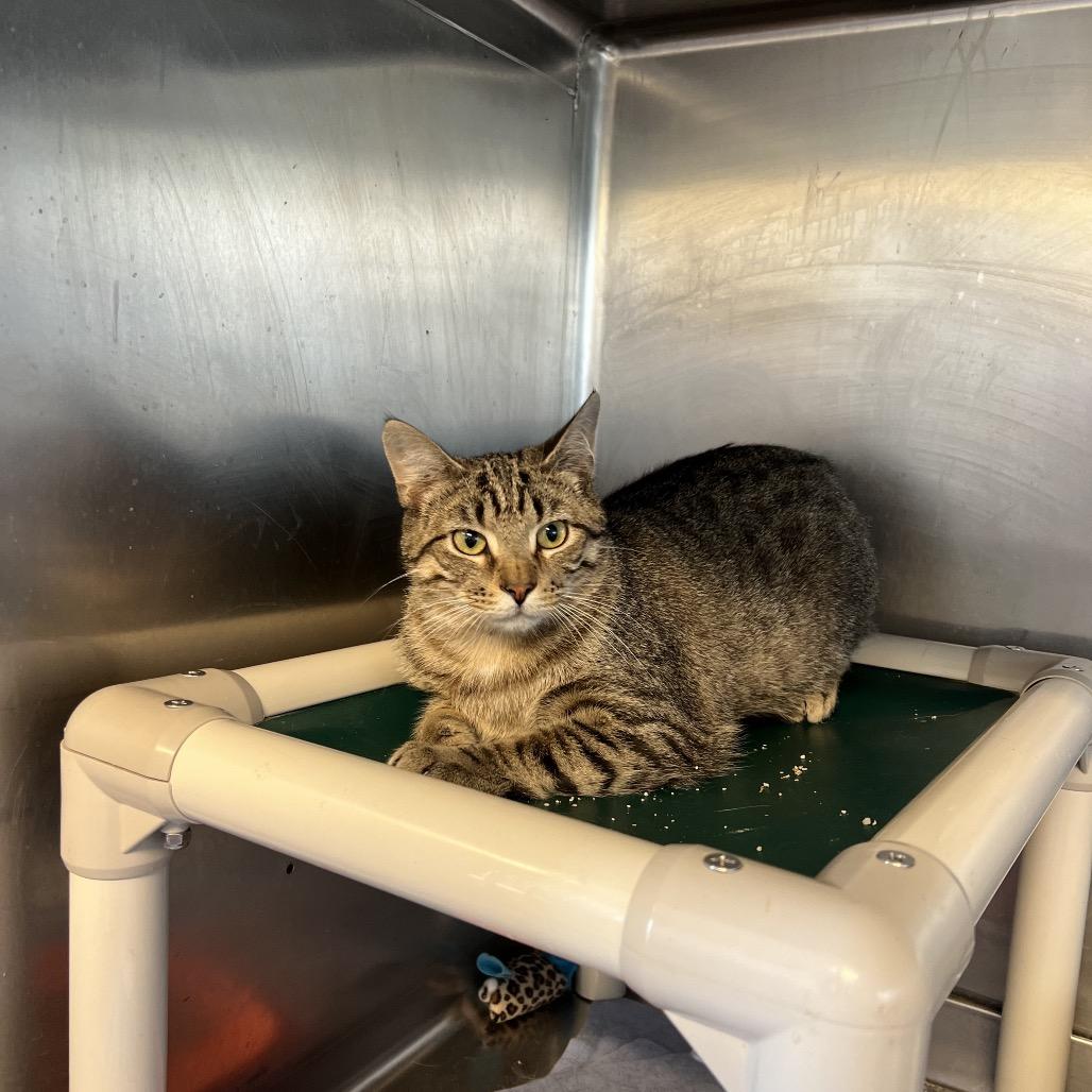 Poptart, Adoptable, Adult Male Domestic Short Hair.