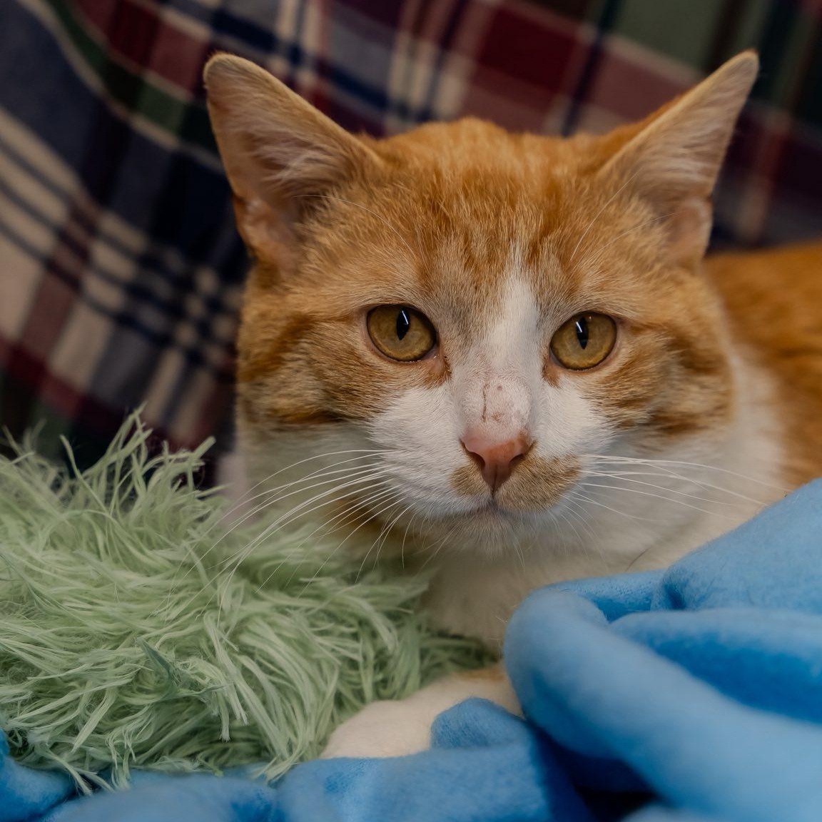 Walter, ADOPTABLE, Young Male Domestic Short Hair.