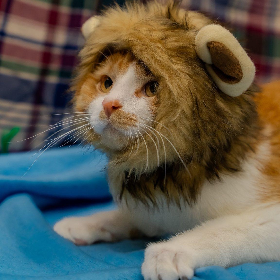 Enlarge Walter, a ADOPTABLE Domestic Short Hair in Alexandria, IN image 4/4