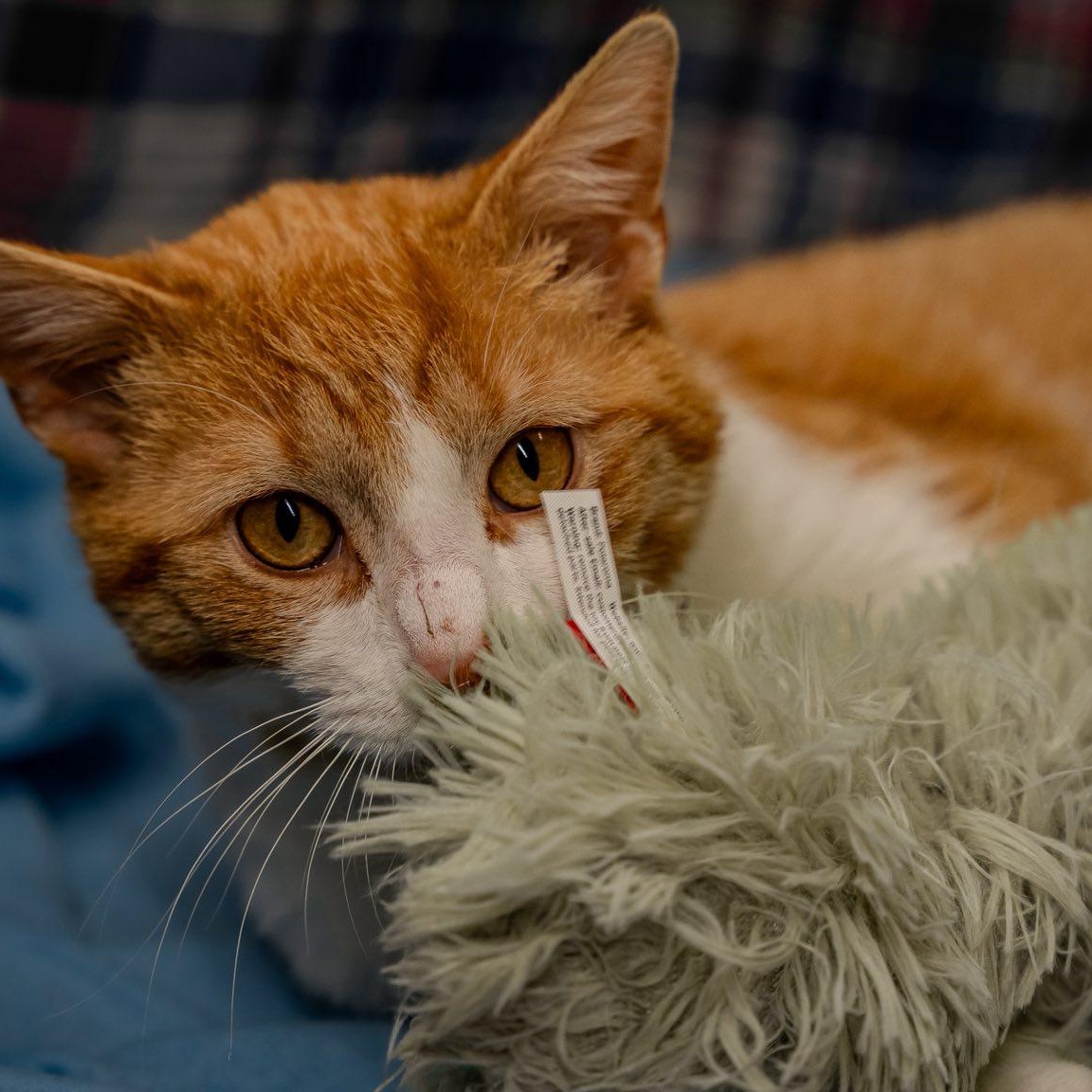 Enlarge Walter, a ADOPTABLE Domestic Short Hair in Alexandria, IN image 2/4