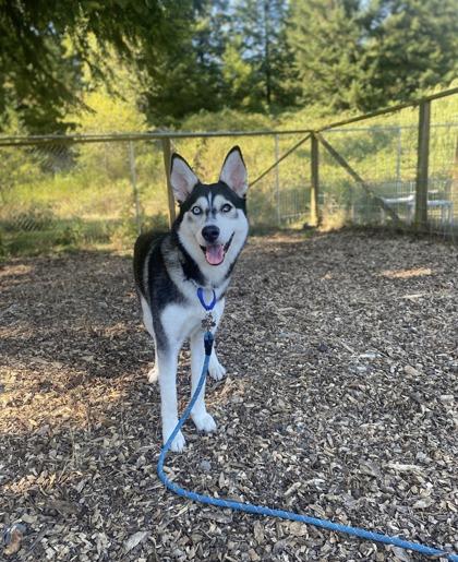 Starla, Adoptable, Adult Female Siberian Husky & Mixed Breed.