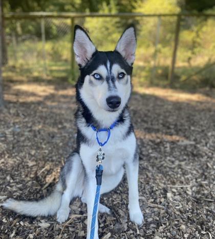 Starla, a Adoptable mixed breed in Burlington, WA image 2/3