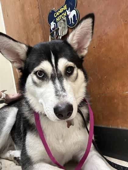 Starla, a Adoptable mixed breed in Burlington, WA image 3/3