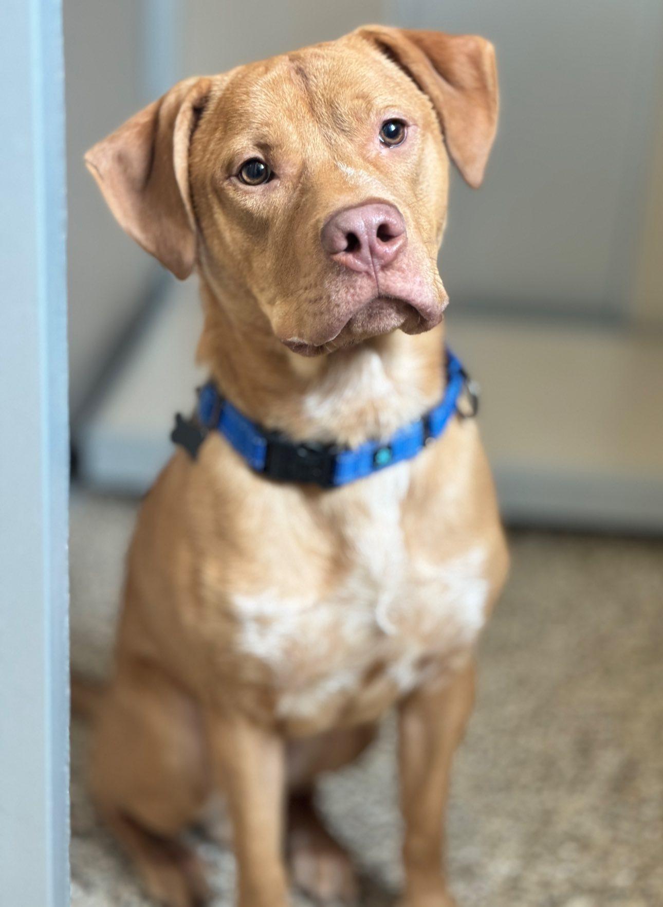 Odin, Adoptable, Young Male Labrador Retriever.