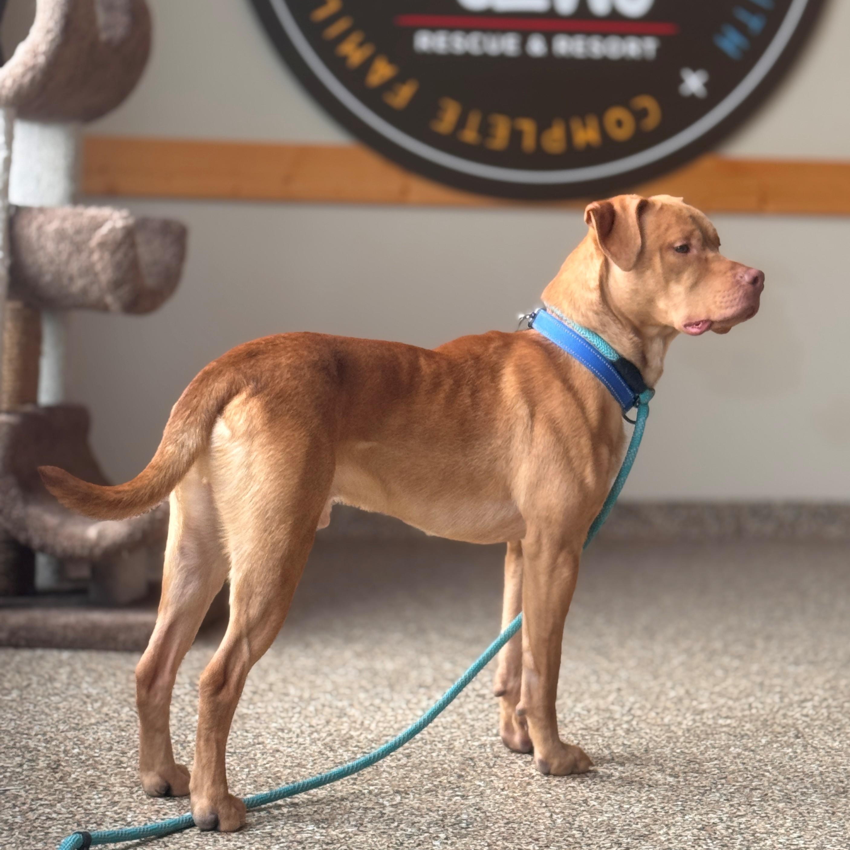 Odin, a Adoptable mixed breed in Hackensack, MN image 6/6