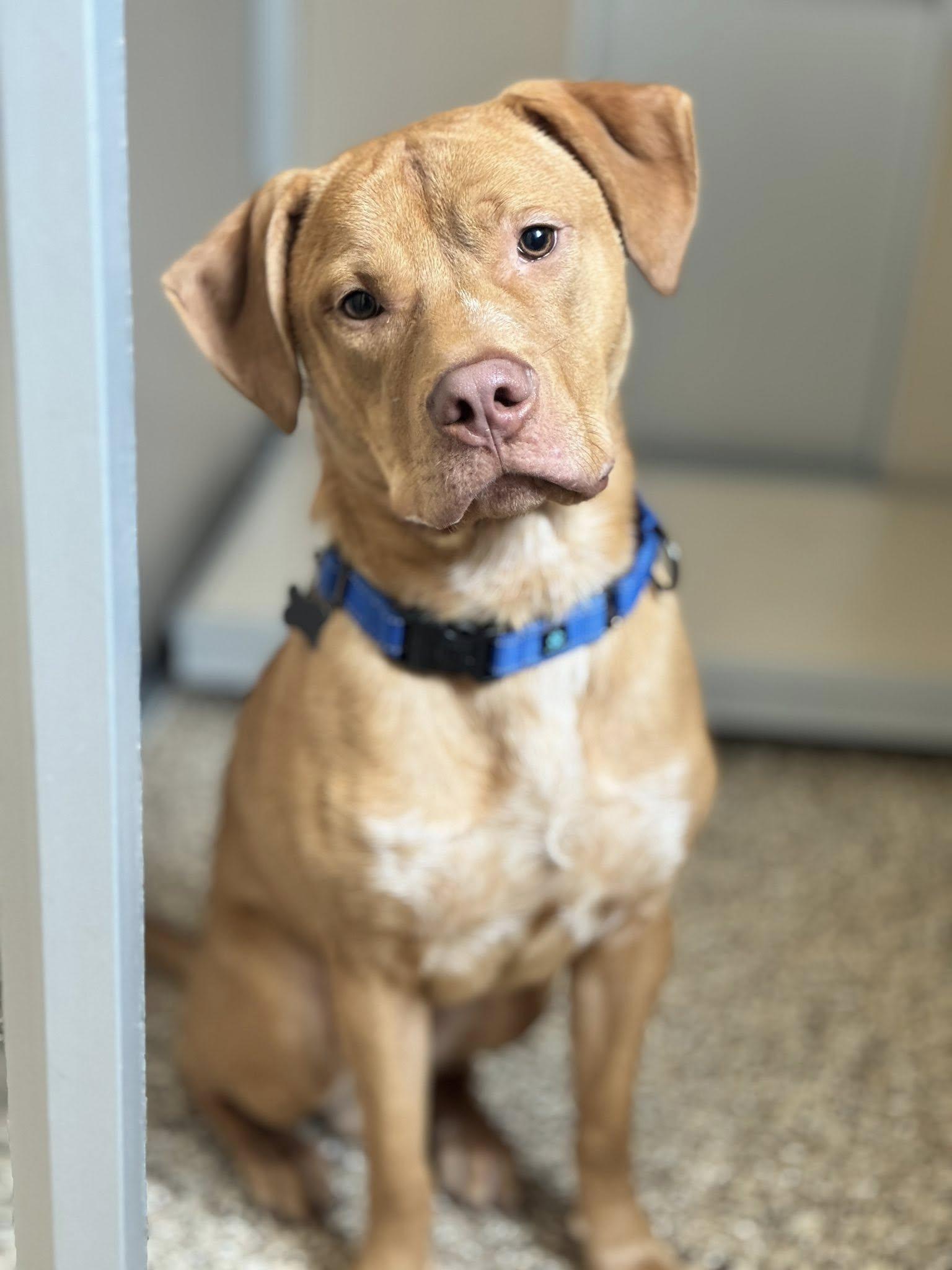 Odin, a Adoptable mixed breed in Hackensack, MN image 2/3
