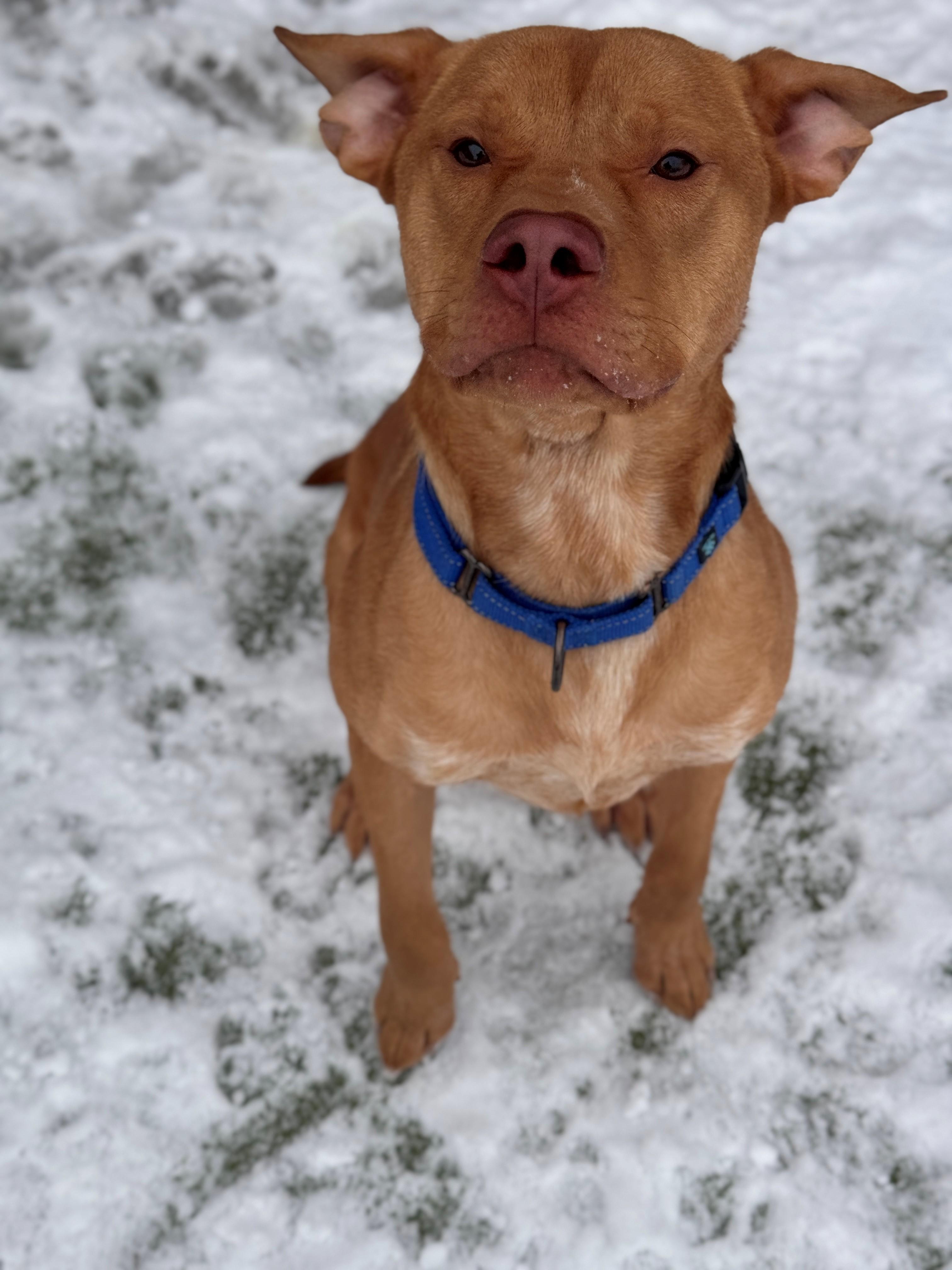 Odin, a Adoptable mixed breed in Hackensack, MN image 5/6