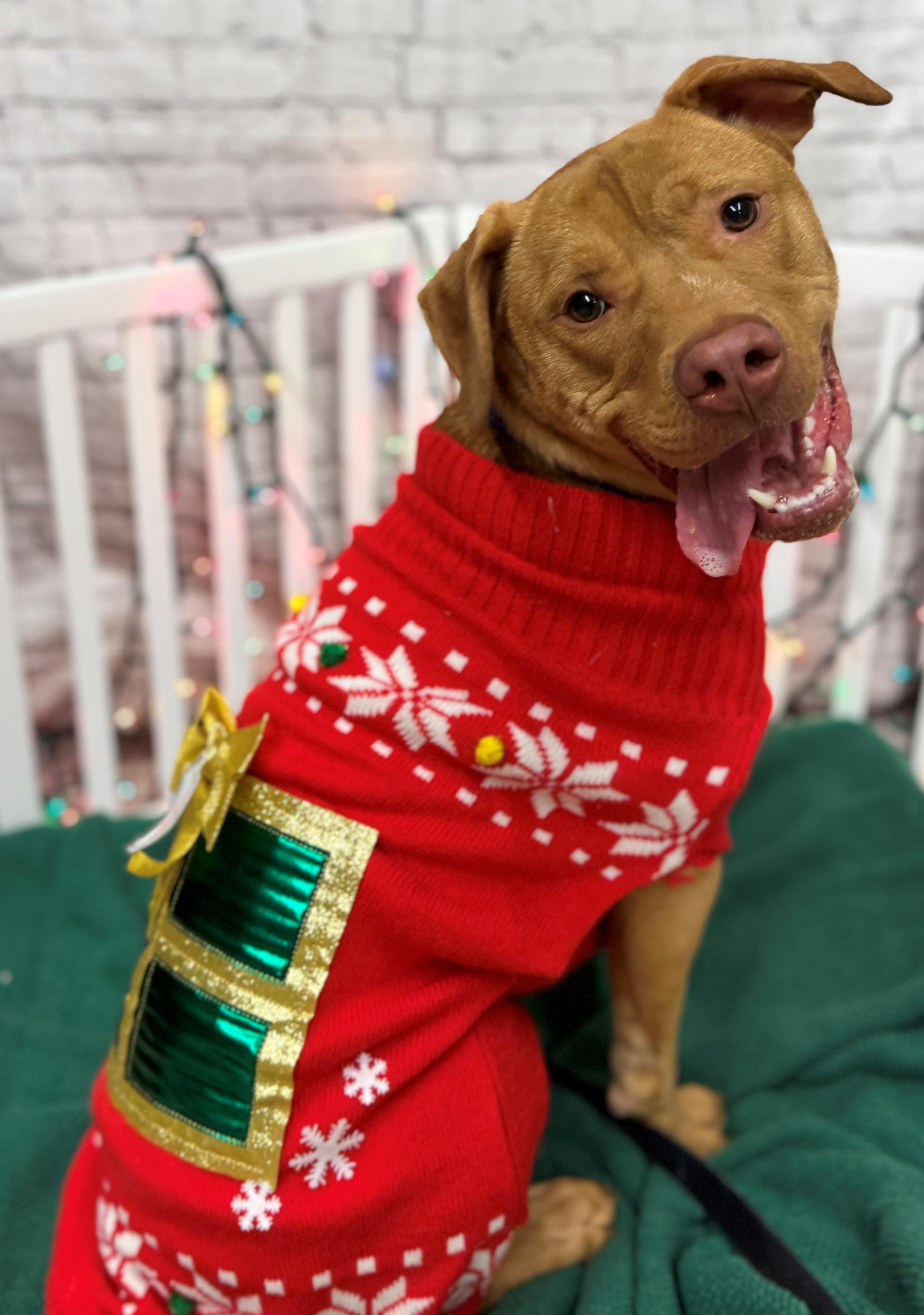 Odin, a Adoptable mixed breed in Hackensack, MN image 1/6