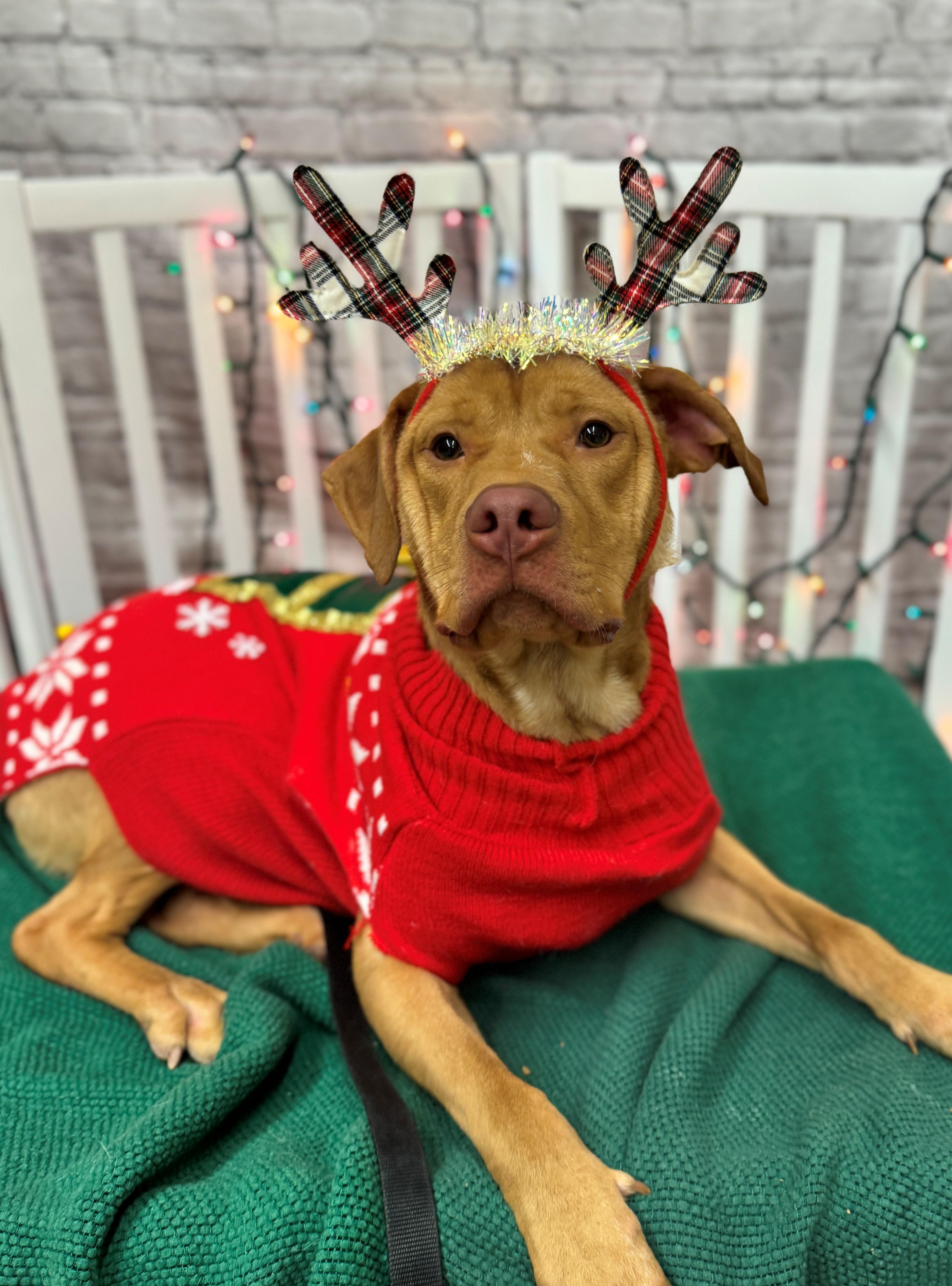 Odin, a Adoptable mixed breed in Hackensack, MN image 3/6