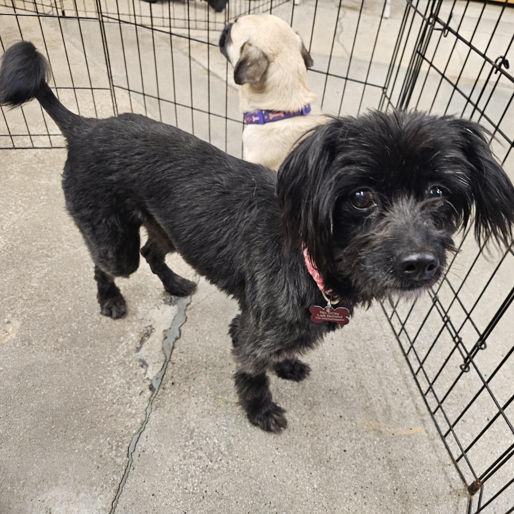 Bender, Adoptable, Senior Male Terrier.