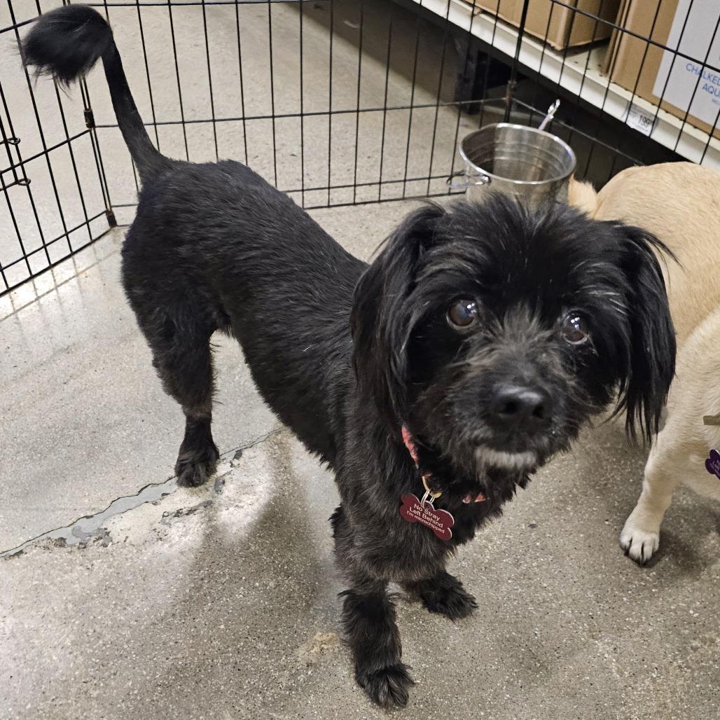 Enlarge Bender, a Adoptable Terrier in Apple Valley, CA image 2/2