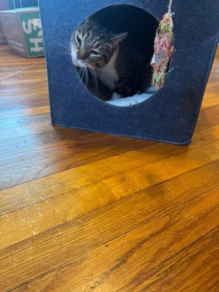 Enlarge Bitsy, a ADOPTABLE Domestic Short Hair in Corydon, IN image 3/3