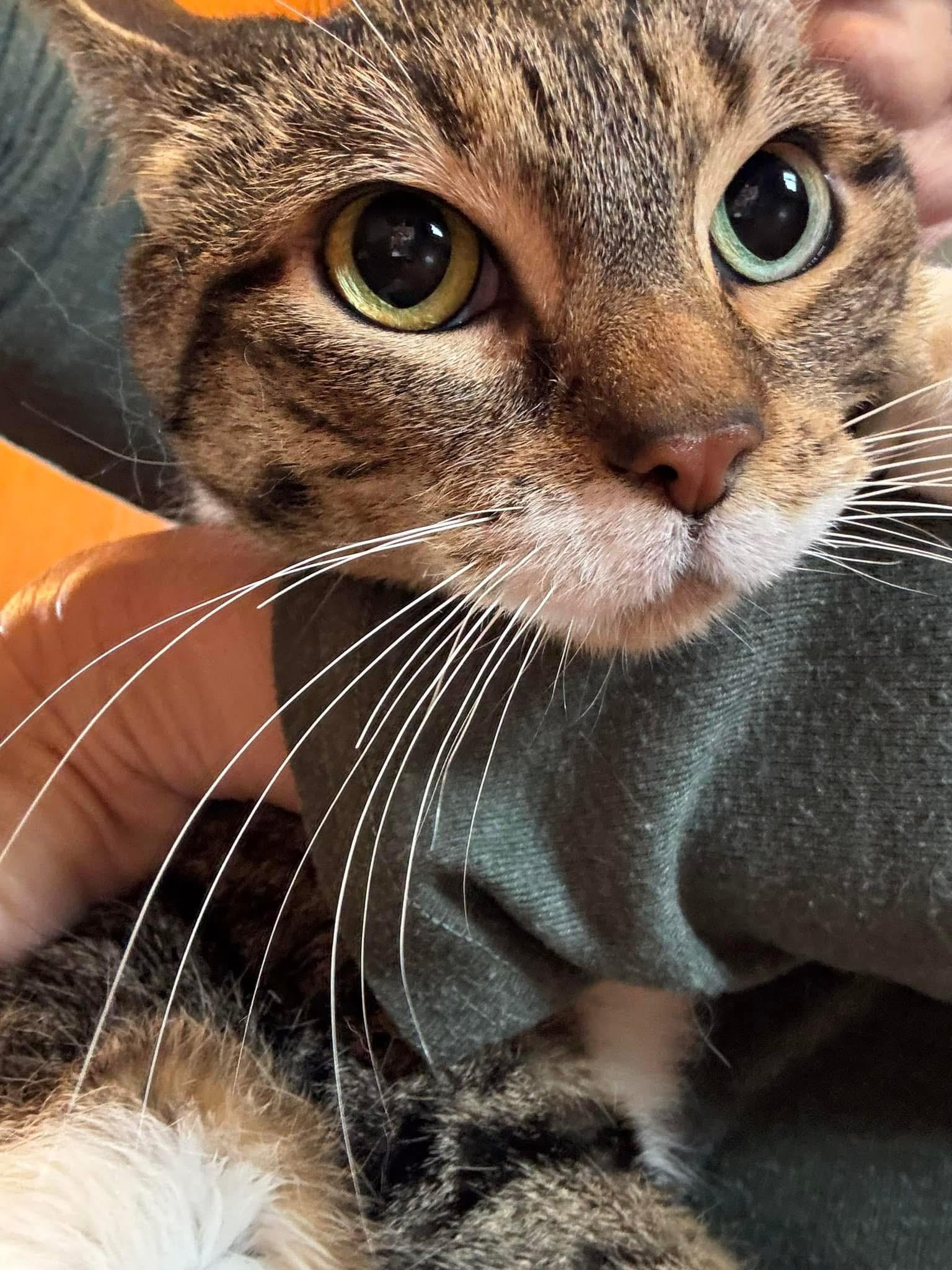 Enlarge Bitsy, a ADOPTABLE Domestic Short Hair in Corydon, IN image 2/3