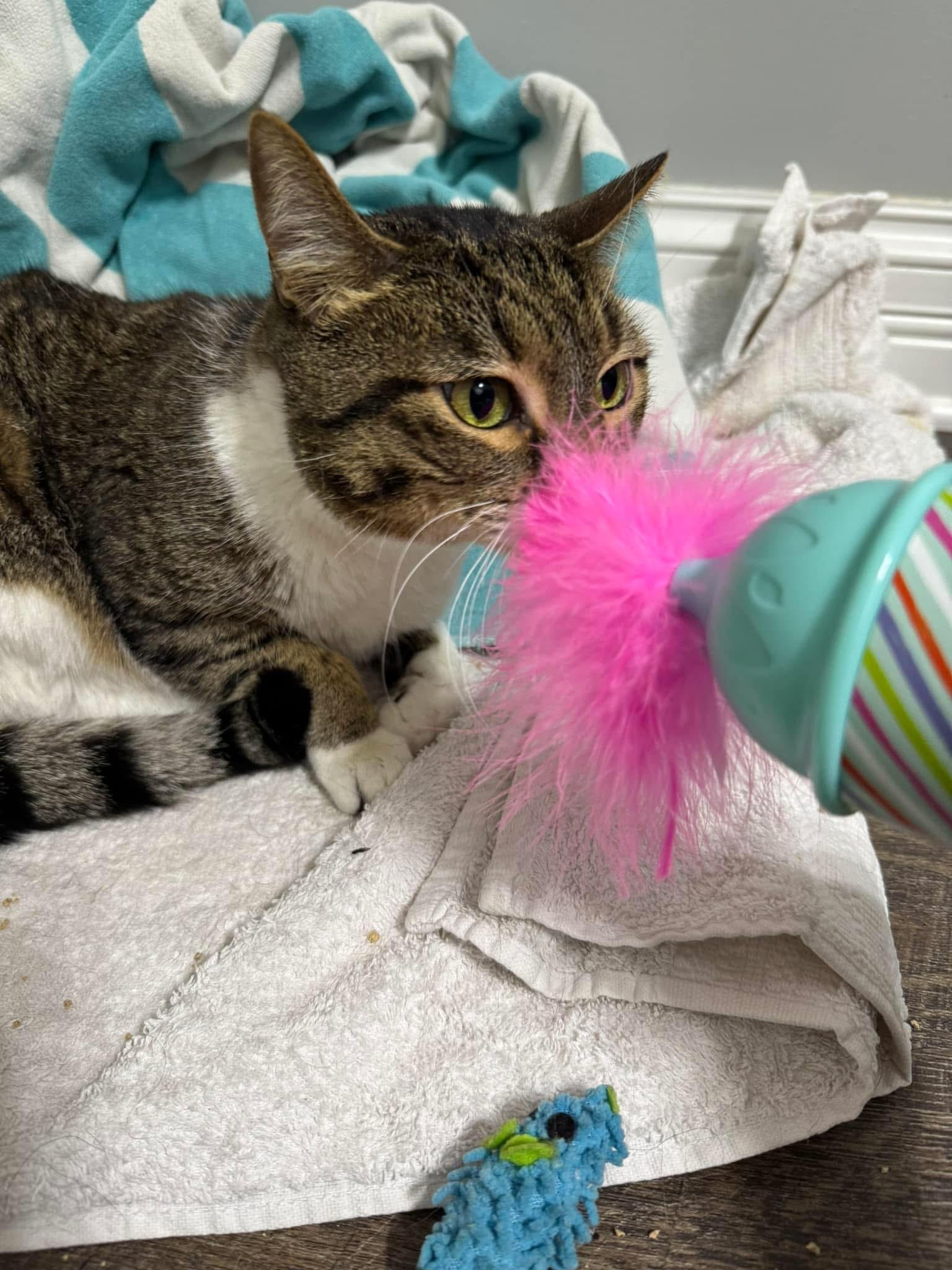 Bitsy, ADOPTABLE, Adult Female Domestic Short Hair.