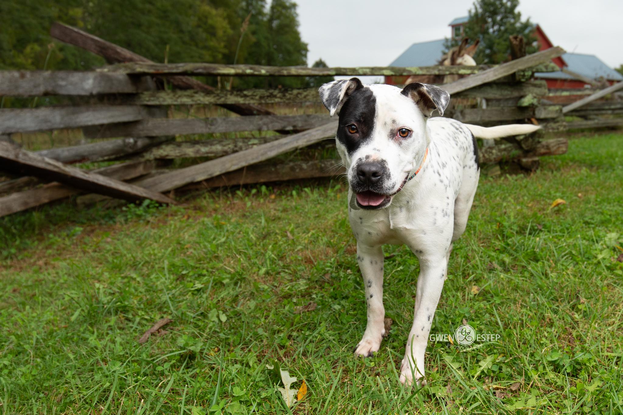 Enlarge Nova, a Adoptable mixed breed in Dayton, OH image 4/6