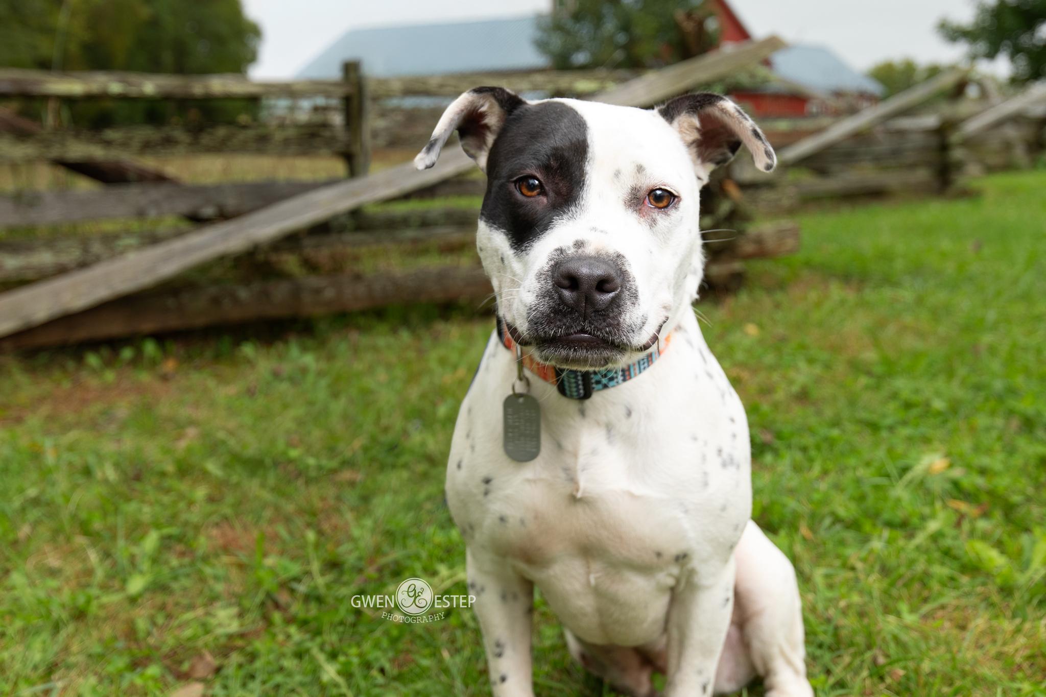 Nova, Adoptable, Adult Female Pit Bull Terrier.