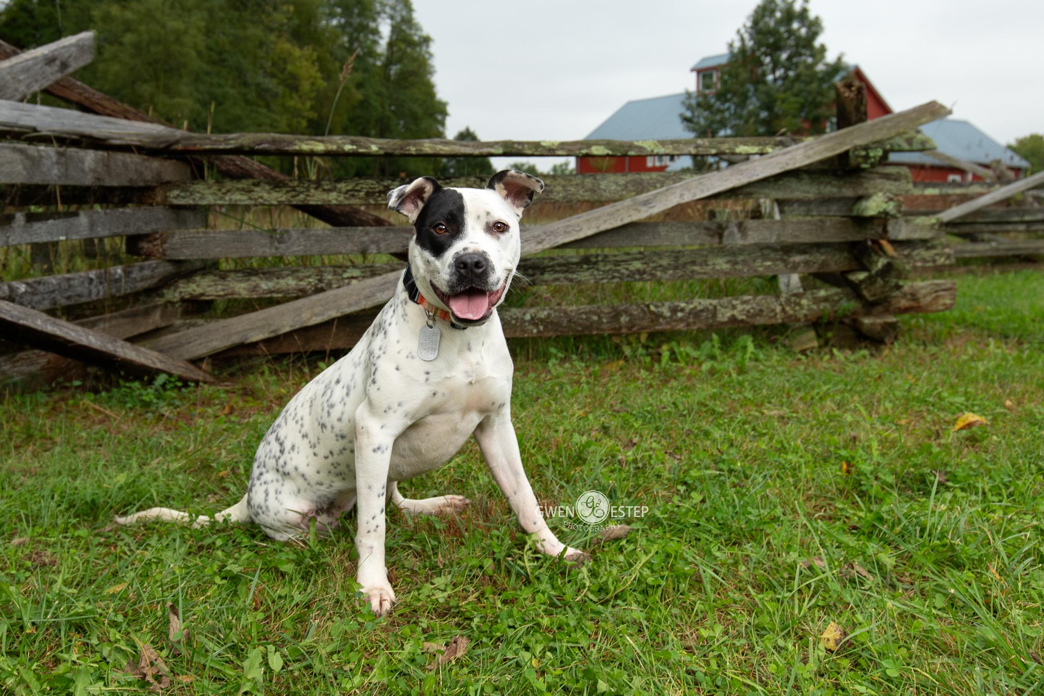 Enlarge Nova, a Adoptable mixed breed in Dayton, OH image 2/6