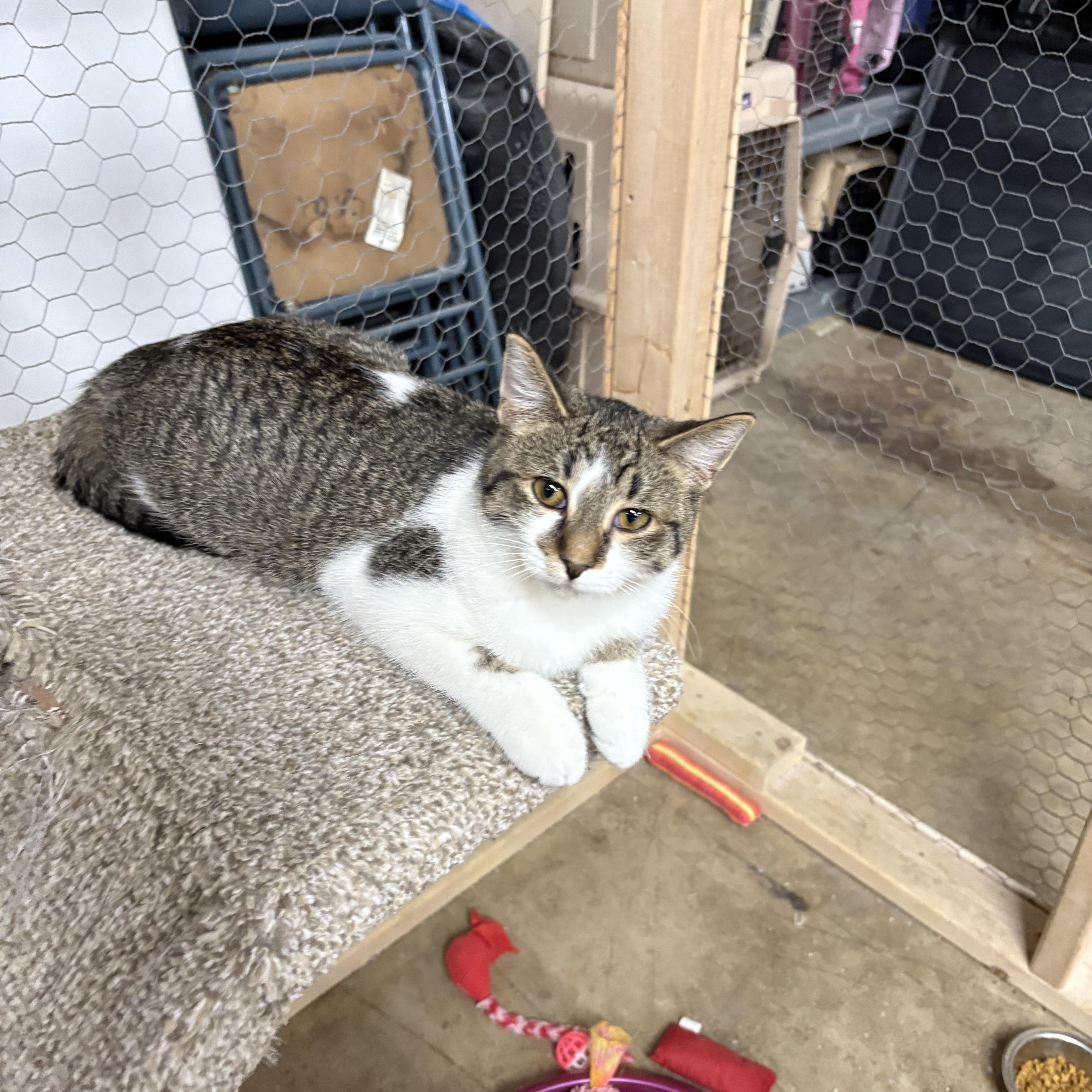 Enlarge Maddie, a Adoptable Domestic Short Hair in Faribault, MN image 1/1