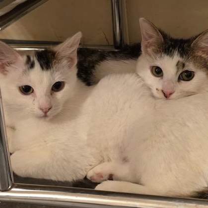 Enlarge Soya (Bonded with Pinto), a ADOPTABLE Domestic Short Hair in Hudsonville, MI image 5/5