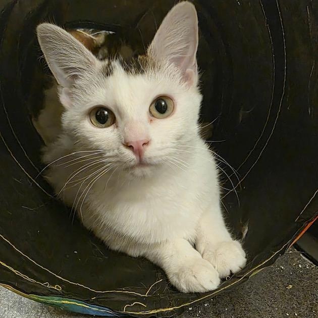 Enlarge Soya (Bonded with Pinto), a ADOPTABLE Domestic Short Hair in Hudsonville, MI image 1/5