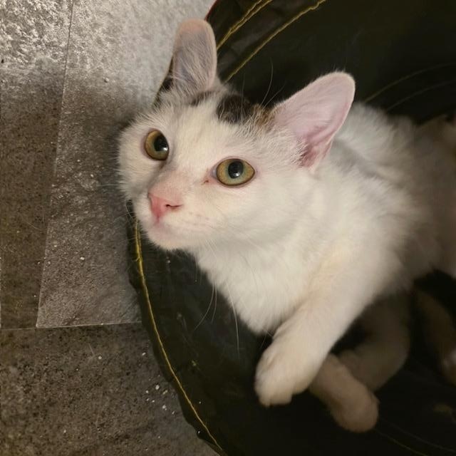 Enlarge Soya (Bonded with Pinto), a ADOPTABLE Domestic Short Hair in Hudsonville, MI image 4/5