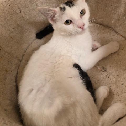 Enlarge Soya (Bonded with Pinto), a ADOPTABLE Domestic Short Hair in Hudsonville, MI image 2/5