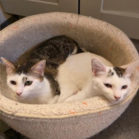 Enlarge Soya (Bonded with Pinto), a ADOPTABLE Domestic Short Hair in Hudsonville, MI image 3/5