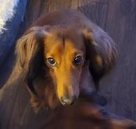 Enlarge MOO BEAR, a Adopted Dachshund in Georgetown, KY image 1/1