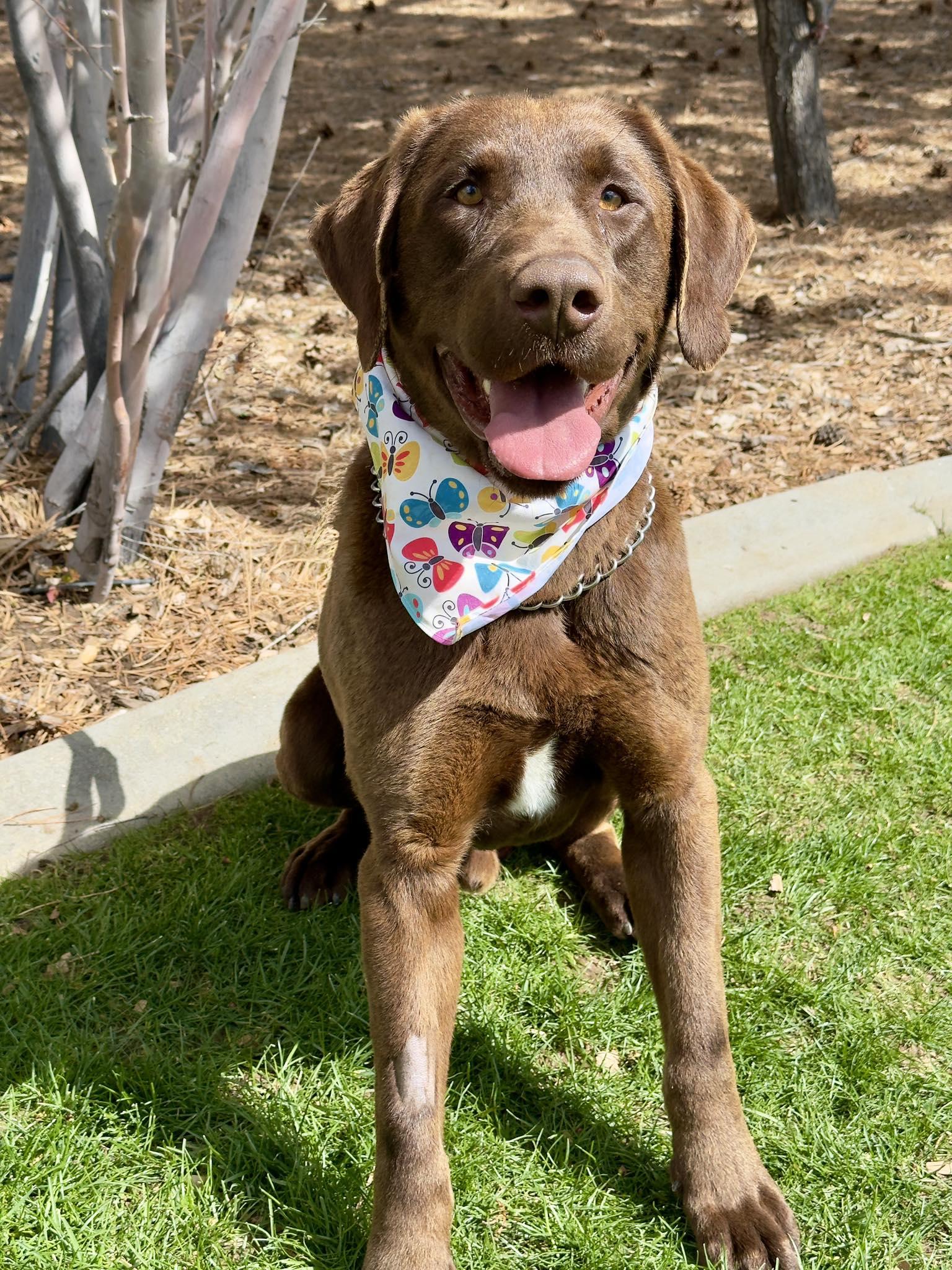 Choco, adopted, Adult Male Chocolate Labrador Retriever.