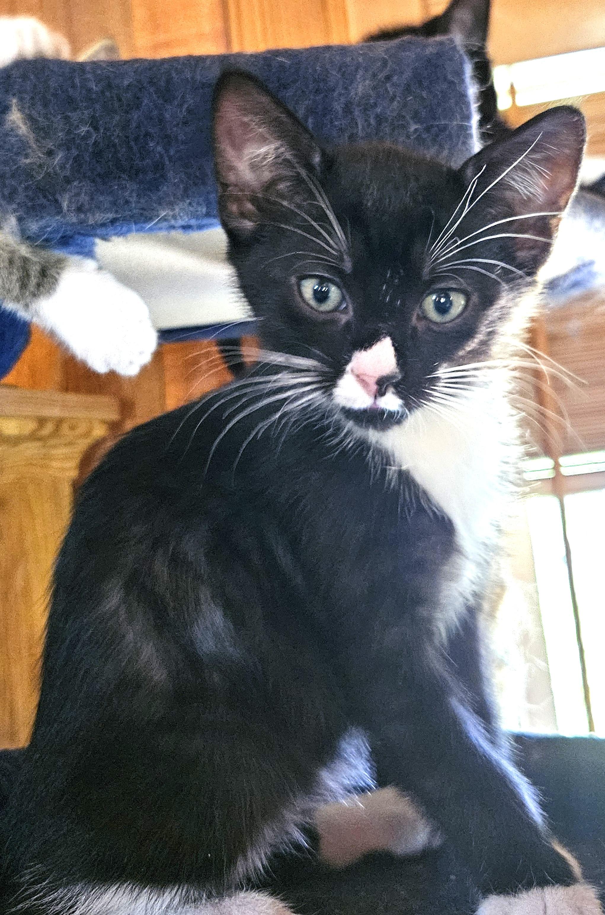 Enlarge Sapote, a Adoptable Domestic Short Hair in Tillamook, OR image 2/5