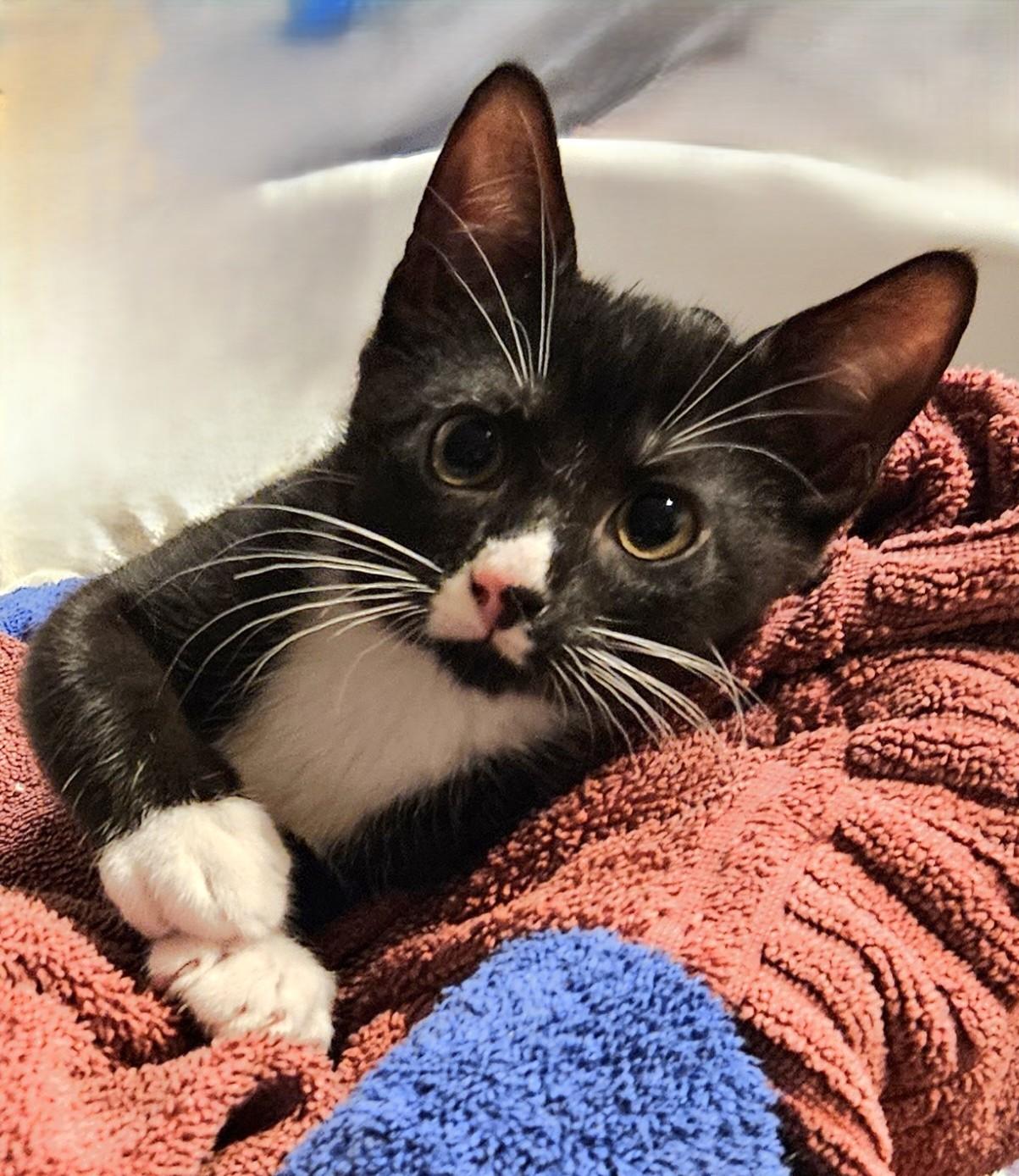 Enlarge Sapote, a Adoptable Domestic Short Hair in Tillamook, OR image 3/5