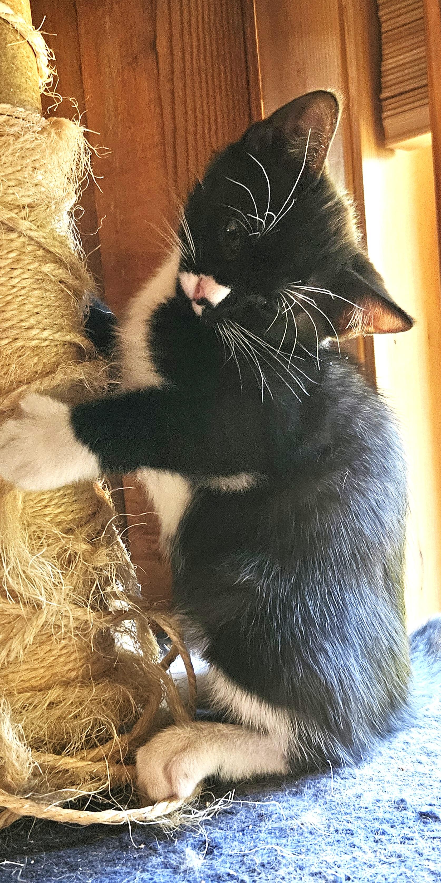 Enlarge Sapote, a Adoptable Domestic Short Hair in Tillamook, OR image 4/5