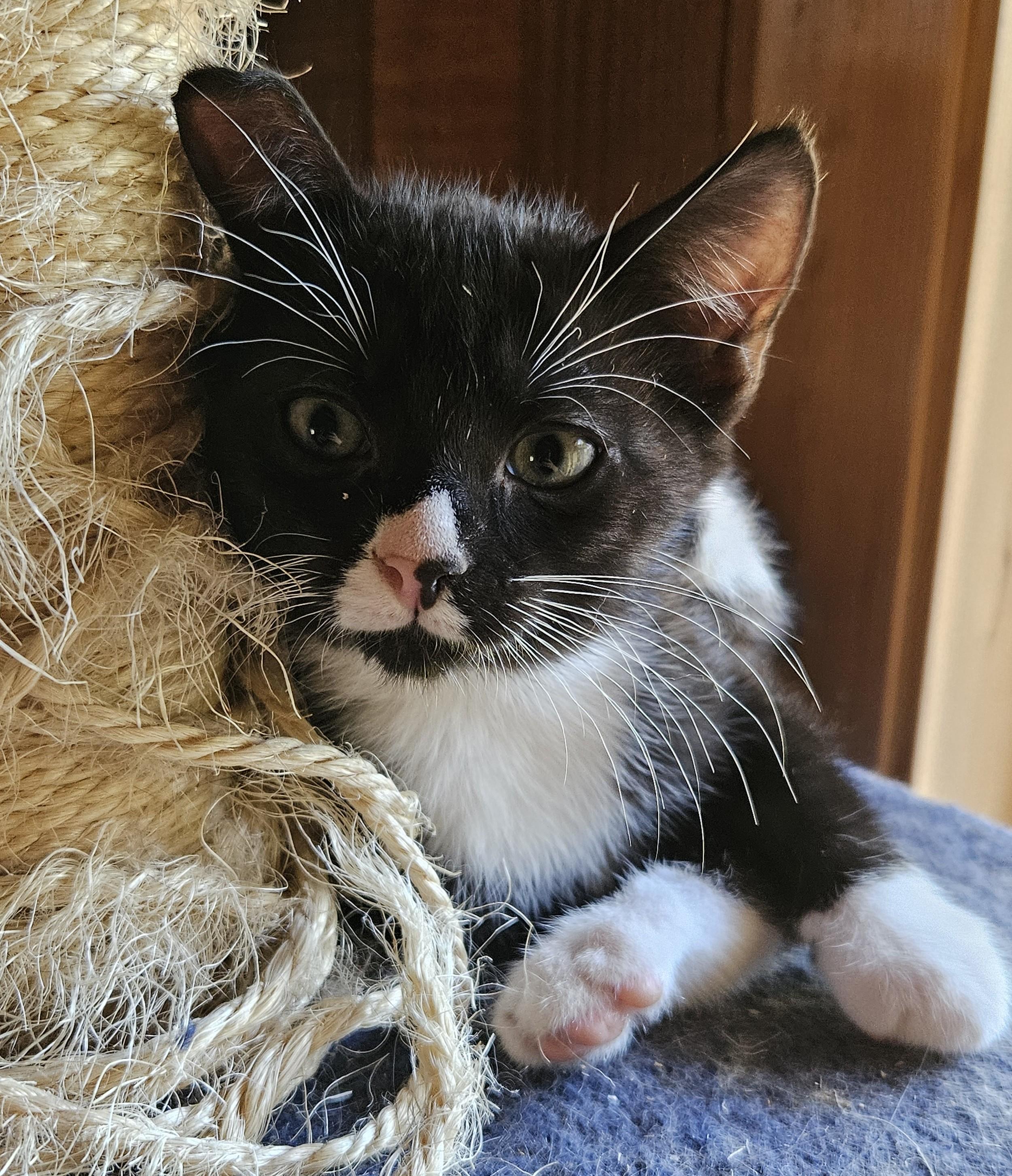 Enlarge Sapote, a Adoptable Domestic Short Hair in Tillamook, OR image 5/5