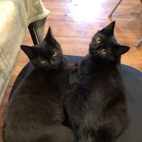 Enlarge Emeritt & Emmerson an Awesome Bonded Pair of Boys, a ADOPTABLE mixed breed in Eagle Point, OR image 1/5