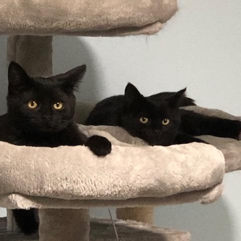 Enlarge Emeritt & Emmerson an Awesome Bonded Pair of Boys, a ADOPTABLE mixed breed in Eagle Point, OR image 2/5