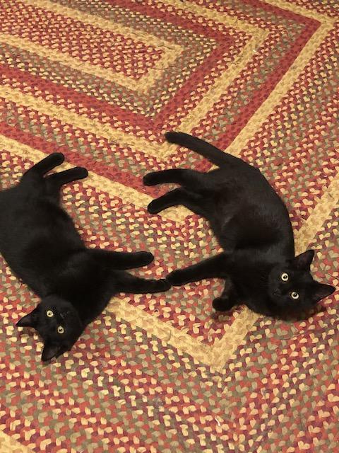 Emeritt & Emmerson an Awesome Bonded Pair of Boys, ADOPTABLE, Kitten Male Bombay & Domestic Short Hair.