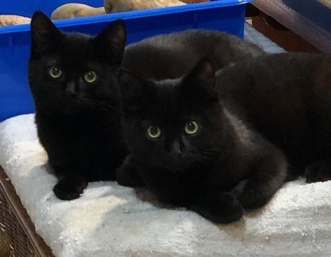 Enlarge Emeritt & Emmerson an Awesome Bonded Pair of Boys, a ADOPTABLE mixed breed in Eagle Point, OR image 4/5