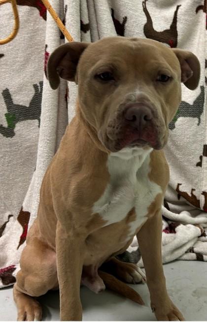 Enlarge Bruce, a Adoptable mixed breed in Savannah, GA image 1/2