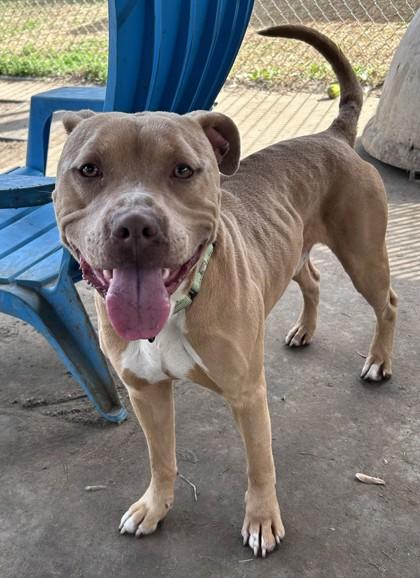 Enlarge Bruce, a Adoptable mixed breed in Savannah, GA image 2/2