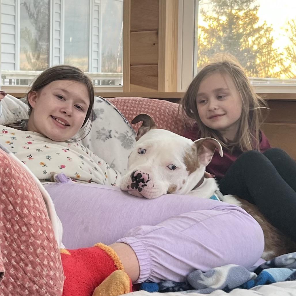 Keller, Adoptable, Adult Male Pit Bull Terrier.